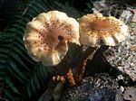 Hemistropharia albocrenulata	