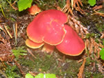 Scarlet Waxy-Cap, Hygrocybe punicea