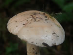 Spruce Waxy Cap, Hygrophorus pudorinus