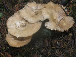 Giant Funnel, Leucopaxillus giganteus