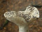 Russula cascadensis
