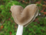 Elastic Saddle, Helvella elastica