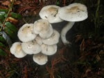 Ivory Waxy Cap, Hygrophorus eburneus