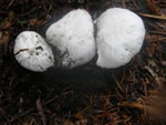 Smith's Amanita, Amanita smithiana