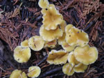 Golden Waxy Cap, Hygrocybe flavescens