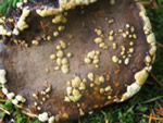 Ochre Cushion, Hypocrea pulvinata