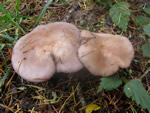 Blewit, Lepista nuda