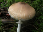 Red-eyed Parasol, Leucoagaricus rubrotinctus