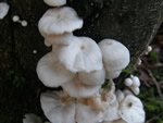 Forest Pinwheel, Marasmiellus candidus