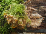 Wrinkled Crust, Phlebia radiata