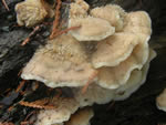 Jelly Rot Fungus, Phlebia tremellosa