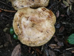 Poison Pax, Paxillus involutus
