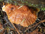 Pycnoporellus fulgens