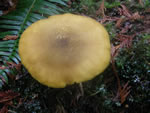 Queen's Coat, Tricholomopsis decora