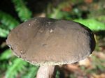 Boletus coniferarum