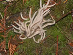 Purple Coral, Clavaria purpurea