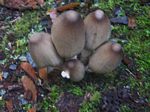Ink Cap, Coprinopsis atramentaria