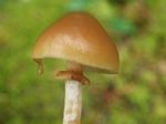 Galerina marginata