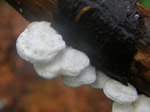 Blue Cheese Polypore, Oligoporus caesius