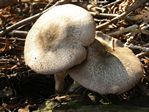 Flat Top Agaricus, Agaricus praeclaresquamosus