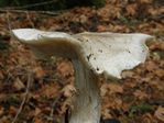 Agaricus sp 