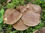 Western Painted Suillus, Suillus lakei