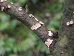 Pink Cushion Fungus, Aleurodiscus grantii 