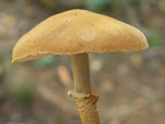 Common Conifer Cystoderma, Cystoderma fallax