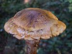 Armillaria