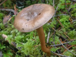 Pine Spike, Chroogomphus rutilus