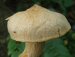 Woolly Pine Spike, Chroogomphus tomentosus