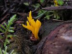 Staghorn Jelly Fungus, Calocera viscosa