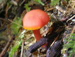 Witch’s Hat, Hygrocybe conica