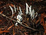 Fairy Fingers, Clavaria vermicularis