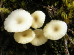 Lichen Agaric, Omphalina ericetorum