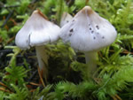 Lilac Fiber Head, Inocybe lilacina