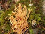 Crown-tipped coral, Clavaria pyxidata