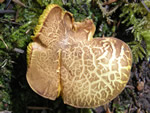 Gilled Bolete, Phylloporus rhodoxanthus  