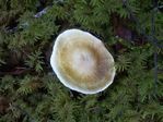 Mealy Funnel, Clitocybe vibecina