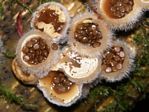 Bird’s Nest Fungus, Crucibulum Laeve 