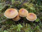 Cystoderma granulosum