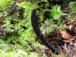 Earth Tongue, Microglossum olivaceum 