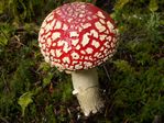 Fly Agaric, Amanita Muscaria