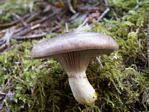 Gomphidius sp.