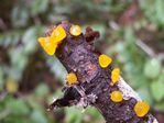 Golden Jelly Cone, Guepiniopsis alpina