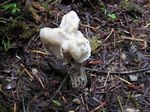 White Helvella, Helvella crispa 