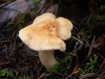 Hedgehog Mushroom, Hydnum repandum 