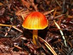 Vermillion Waxcap, Hygrocybe miniata