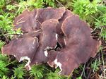 Polyporus Hirtus, Jahnoporus hirtus