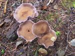 Amethyst Laccaria, Laccaria amethystina group
